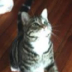 Meet your Posher, Abby